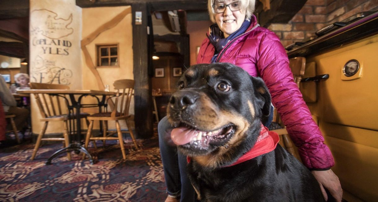 A dog and its owner in Pier 36 in Donaghadee